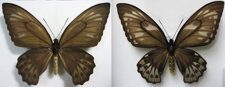 アオメガネトリバネアゲハ