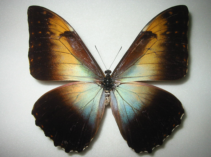 ペルセウスタイヨウモルフォ Morpho telemachus ～ 蝶の標本 麗蝶 ～
