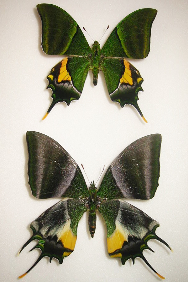 テングアゲハ Teinopalpus imperialis ～ 蝶の標本 麗蝶 ～