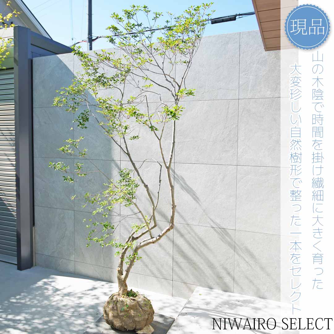 楽天市場】【現品】山採り【大型ドウダンツツジ】灯台躑躅 本株立ち