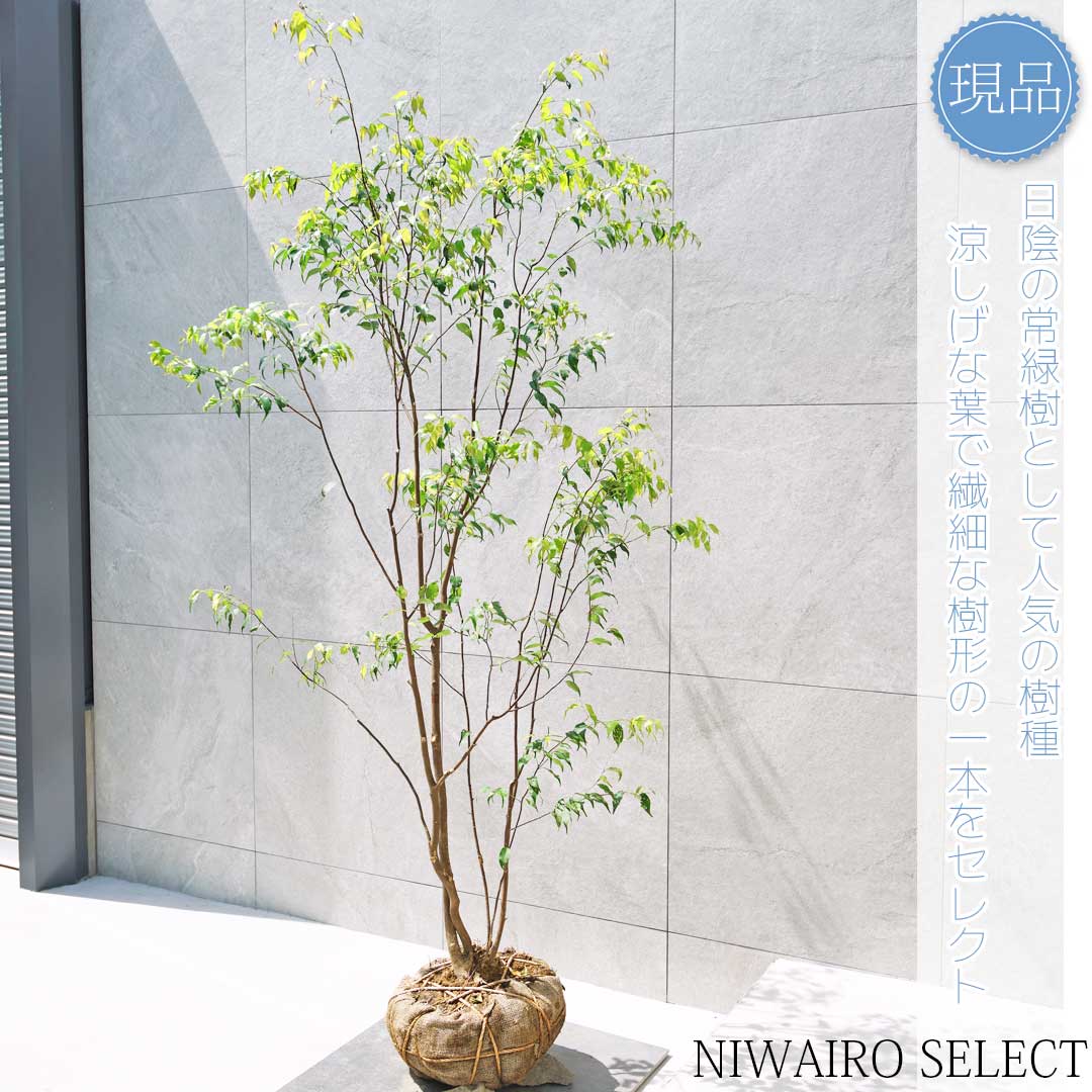 楽天市場】【現品】山採り【ハイノキ】株立ち 自然風樹形 樹高H≒190