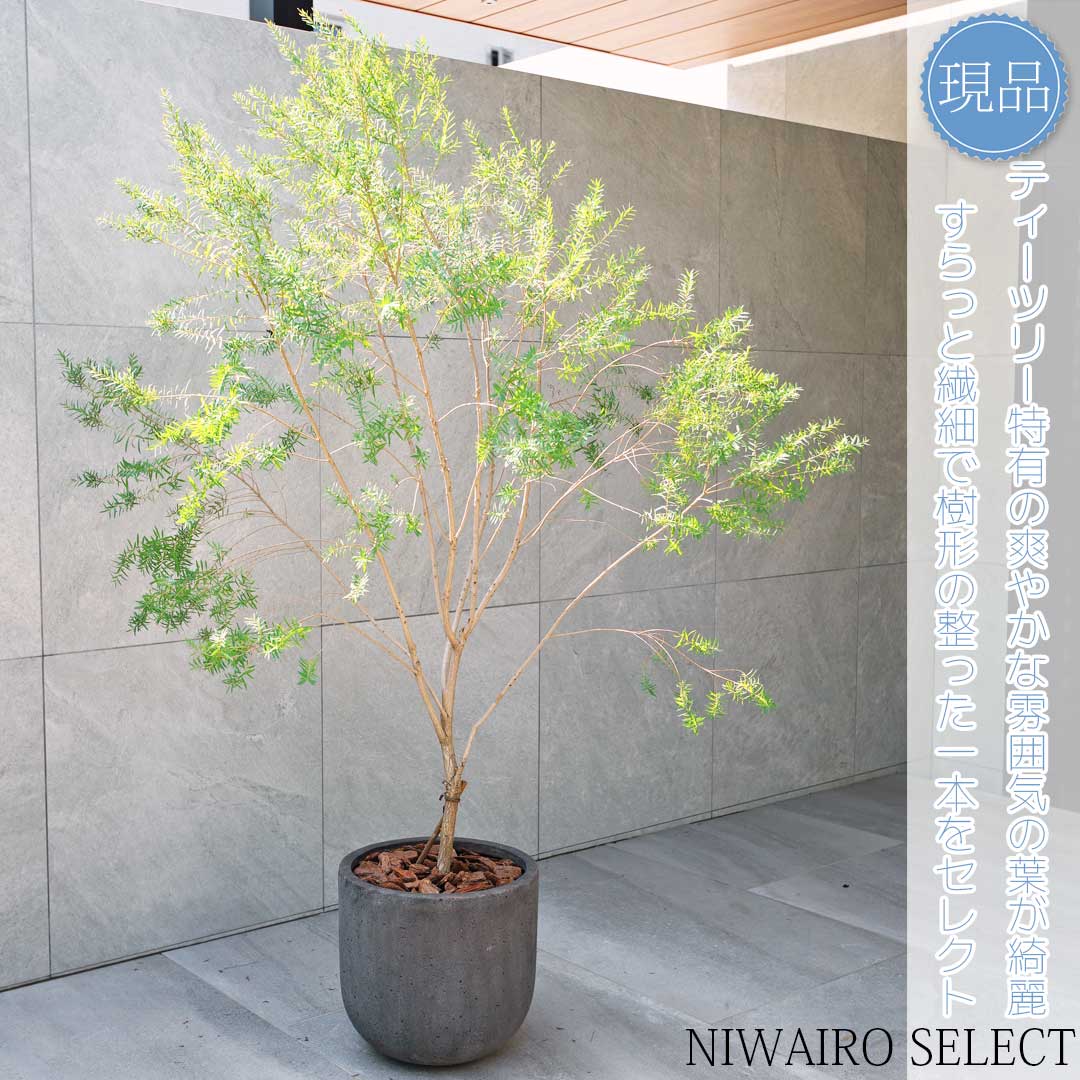 楽天市場】【現品】鉢植え【レッドジェム】ティーツリー メラレウカ