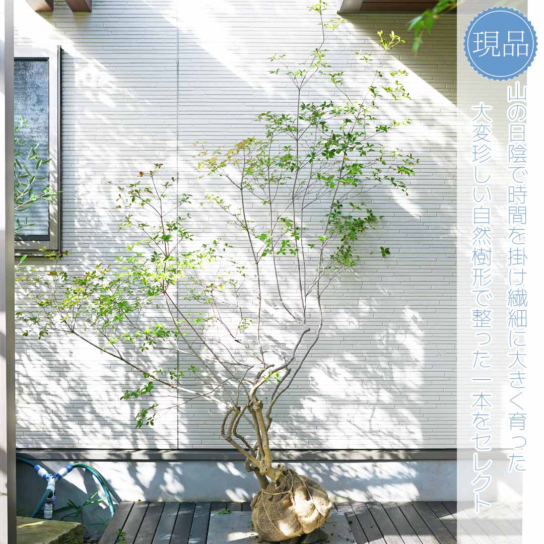 上品。山採りドウダンツツジ。 楽天市場】山採り【ドウダンツツジ