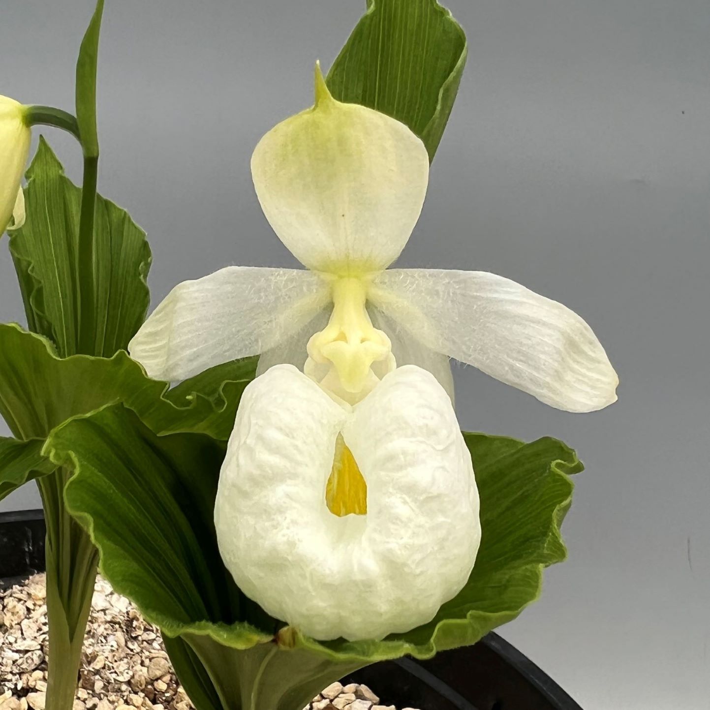 山野草 苗 台湾クマガイソウ 花芽1葉芽1 NO6 台湾クマガイソウ 花1