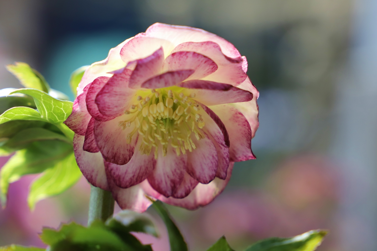 ガーデンショップのクリスマスローズ | Happy new year | ローザン