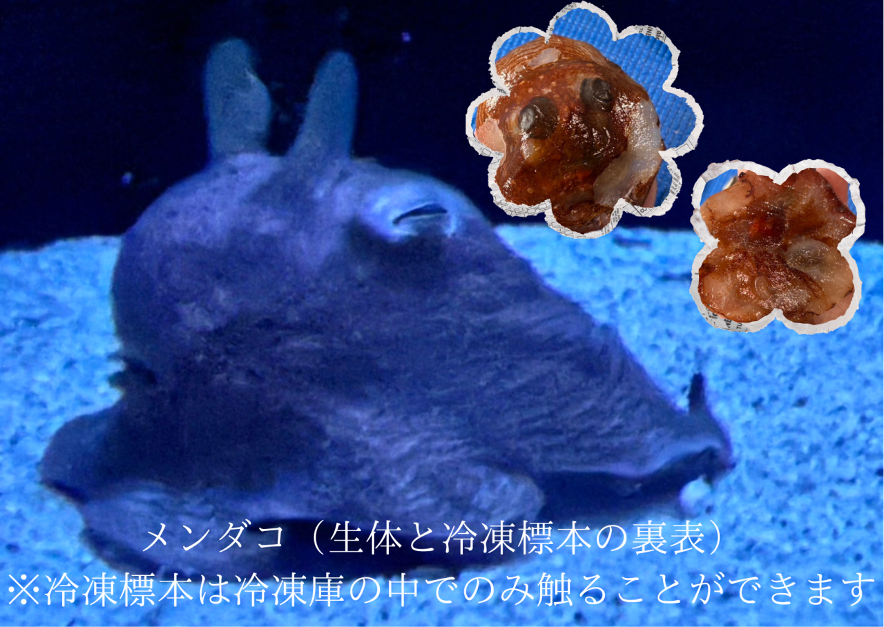 新江ノ島水族館のメンダコ | 東海三県の不動産売買はRE