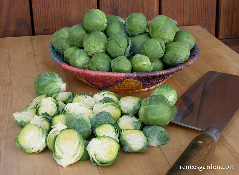 Hestia' Brussels Sprouts – Renee's Garden