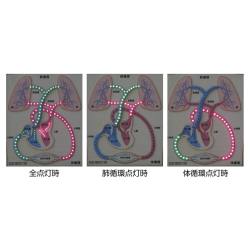 心臓と血液循環模型 BCL【りかなび】ケニス株式会社