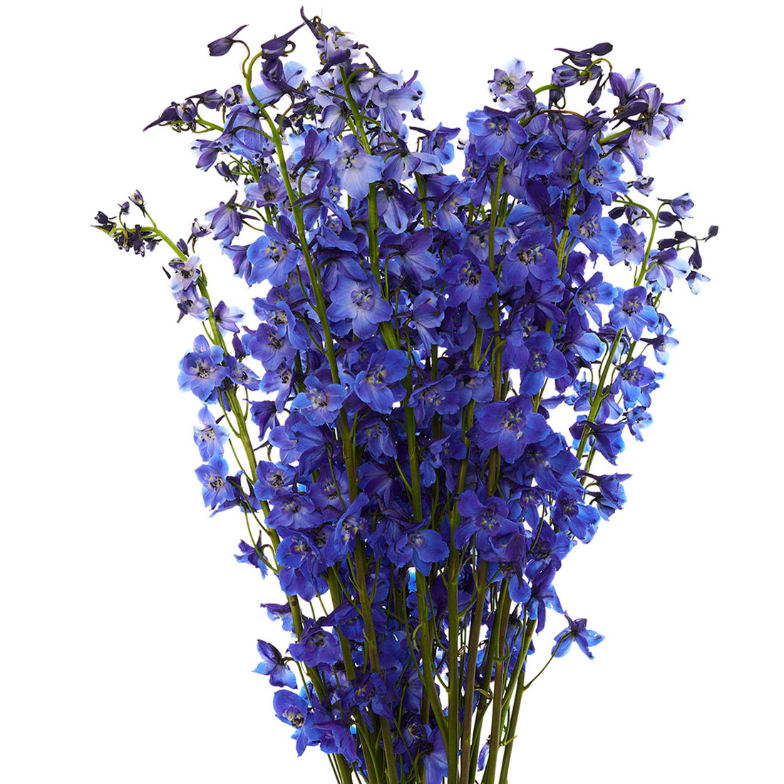 Delphinium - Rio Roses