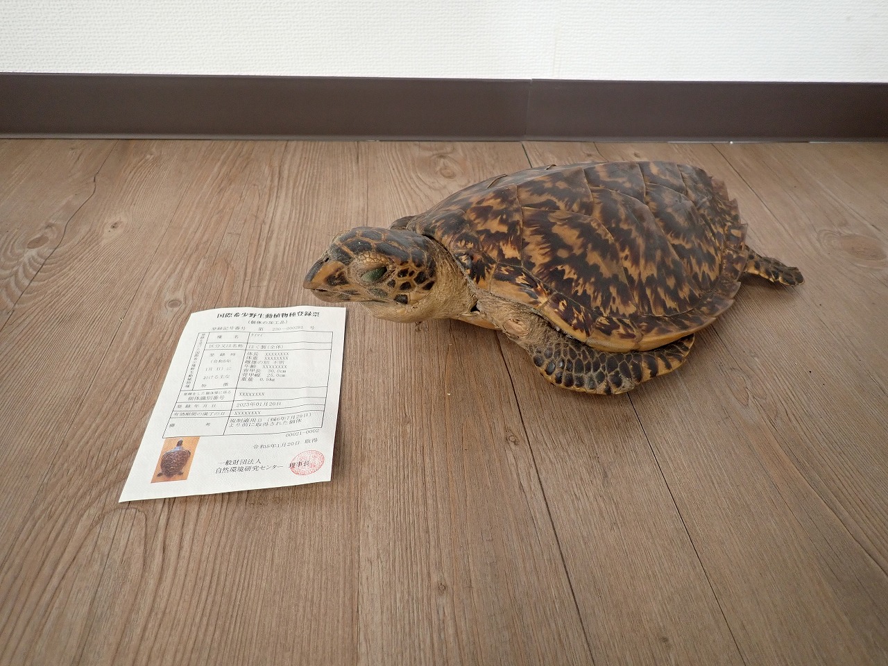 剥製 タイマイ ウミガメ 海亀 はく製 全体 背甲長 30cm 背甲幅 25cm