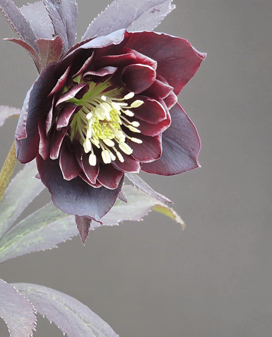 私の花時間 静謐で雅な花世界