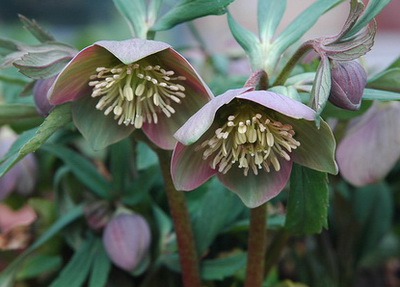 クリスマスローズ 原種 交配種 苗 販売 ＞ クリスマスローズ