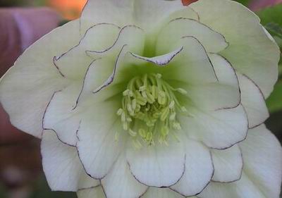 クリスマスローズ ダブル（八重） 苗 販売 ＞ クリスマスローズ ダブル