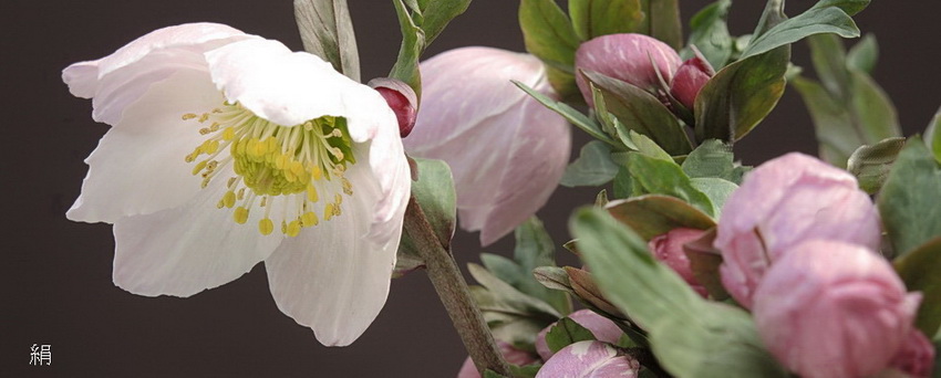 WAKAIZUMI-FARM クリスマスローズの新着情報