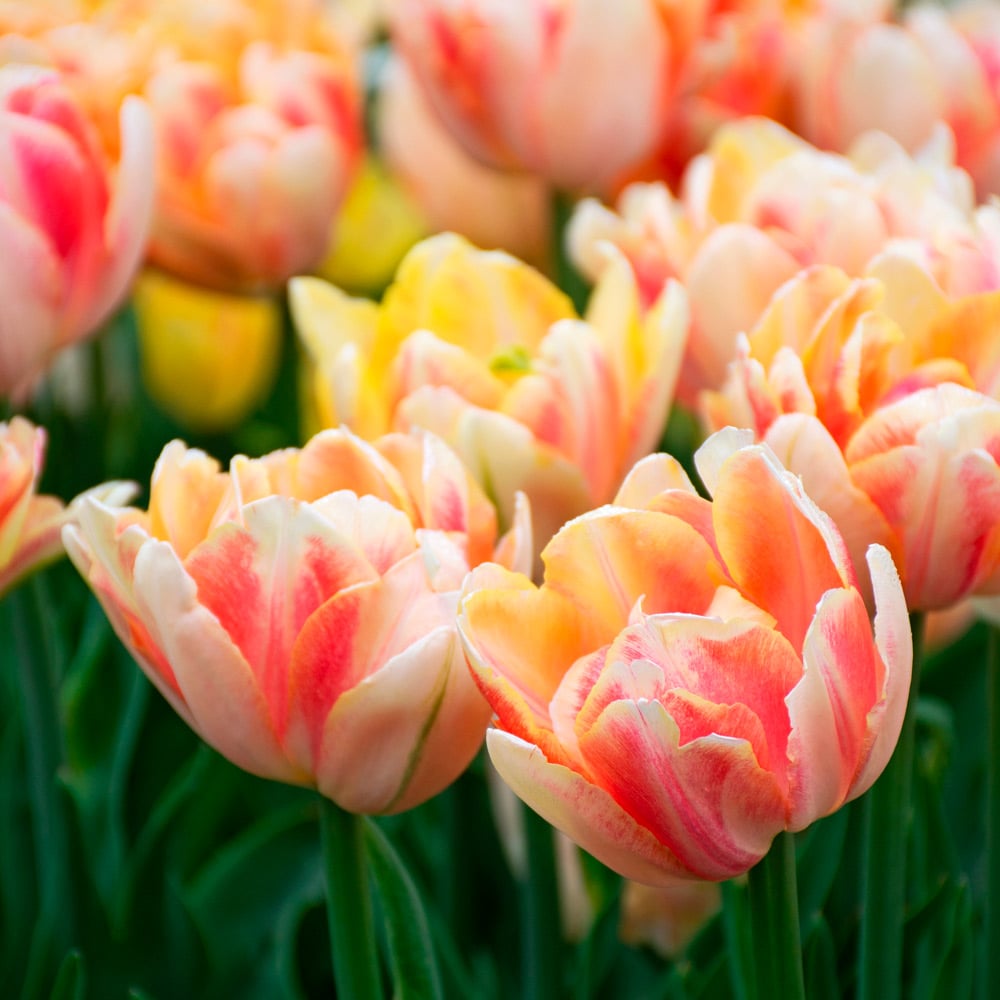 Tulip 'Foxy Foxtrot' | White Flower Farm