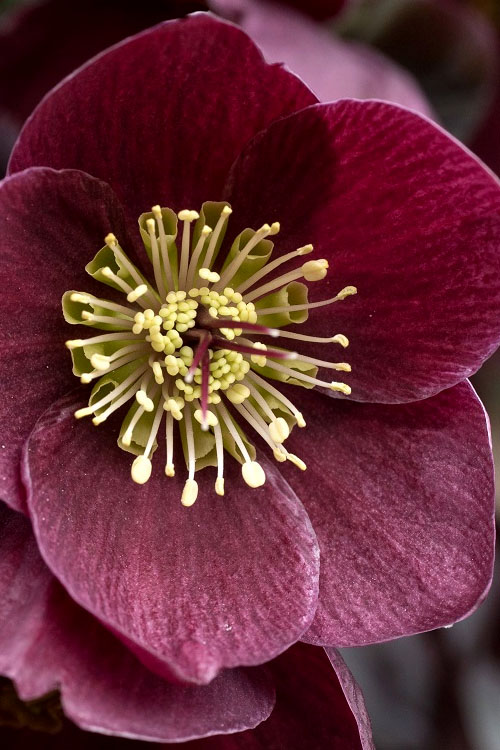 Buy Ice & Roses Barolo Helleborus (Lenten Rose) | FREE SHIPPING