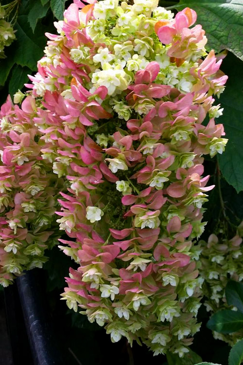 hydrangea-quercifolia-