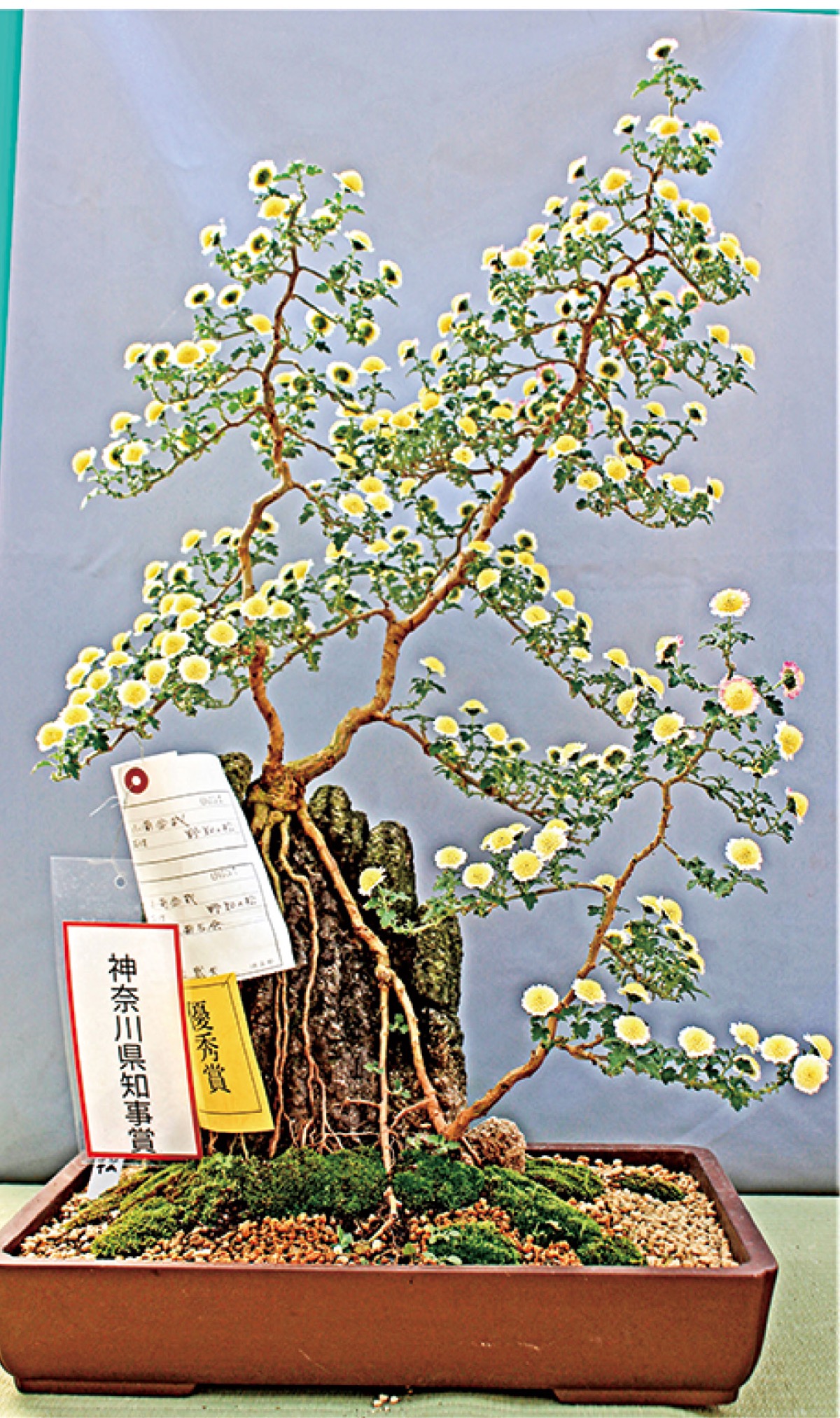 瀬谷菊友会足立武夫さん 小菊盆栽で県知事賞 天候不順に負けず制作