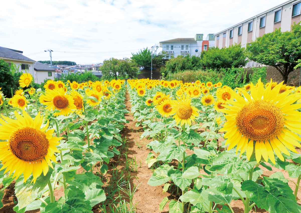 泉区岡津町 ヒマワリ畑が満開 児童養護施設が手がけ | 戸塚区・泉区
