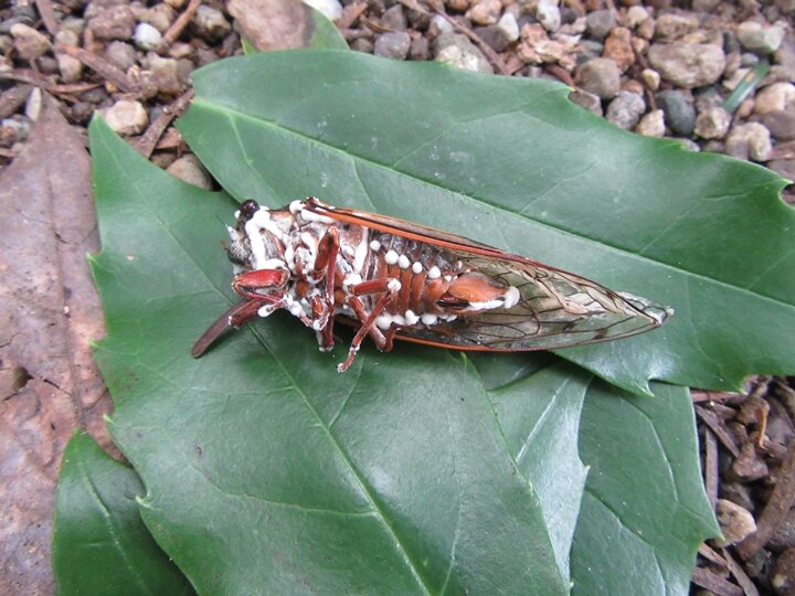 冬虫夏草の季節到来！ - がんの克服を目指してブログ