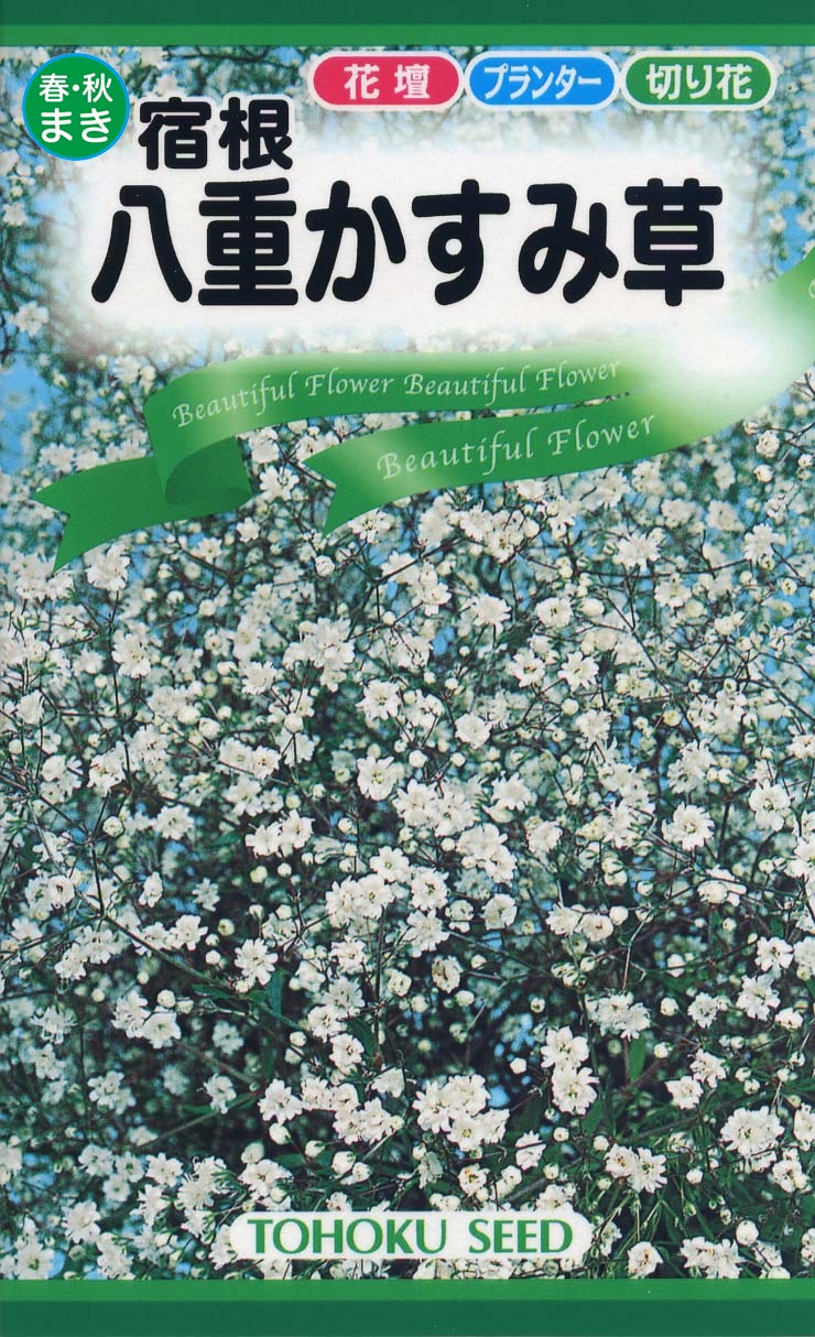 カスミソウ | 花のタネ | 株式会社トーホク