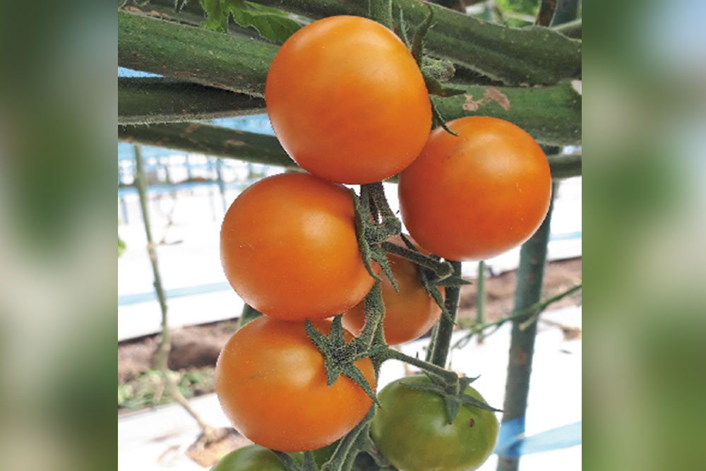 ミニトマト 【TSX-019TYオレンジミニトマト】 黄化葉巻病耐病性