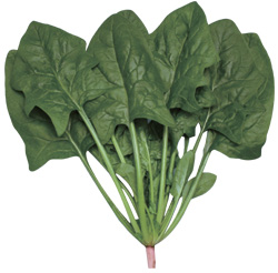 ホウレンソウ 【ジョーカーセブン】 【販売終了。ジョーカーXをご利用