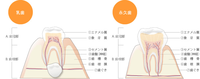 歯の仕組みと基礎知識について ｜ 医療法人 徳真会グループ