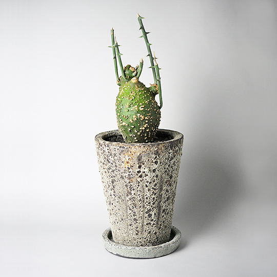 Ancientconical Pot S + アデニア・グロボーサ | 多肉植物・特別な鉢の