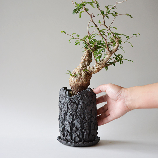 オペルクリカリア・パキプス | 多肉植物・特別な鉢の販売 | トーキー