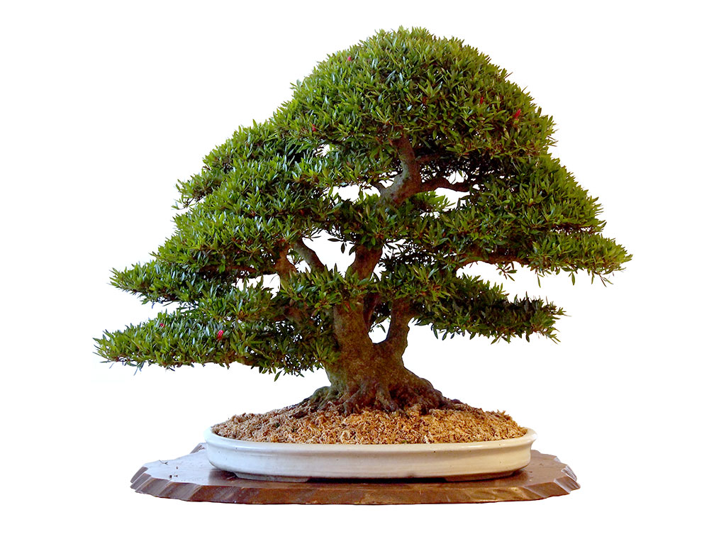 サツキ 皐月盆栽 鹿沼 花木 栃木｜東京盆栽 a-masa-103satuki2013hana