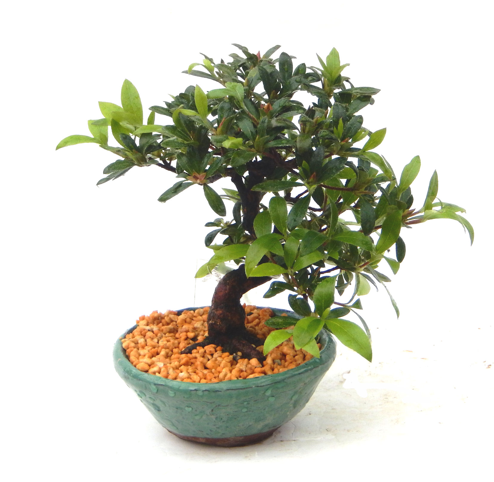 さつき盆栽特集｜東京盆栽｜a-masa-103satuki2023bonsai