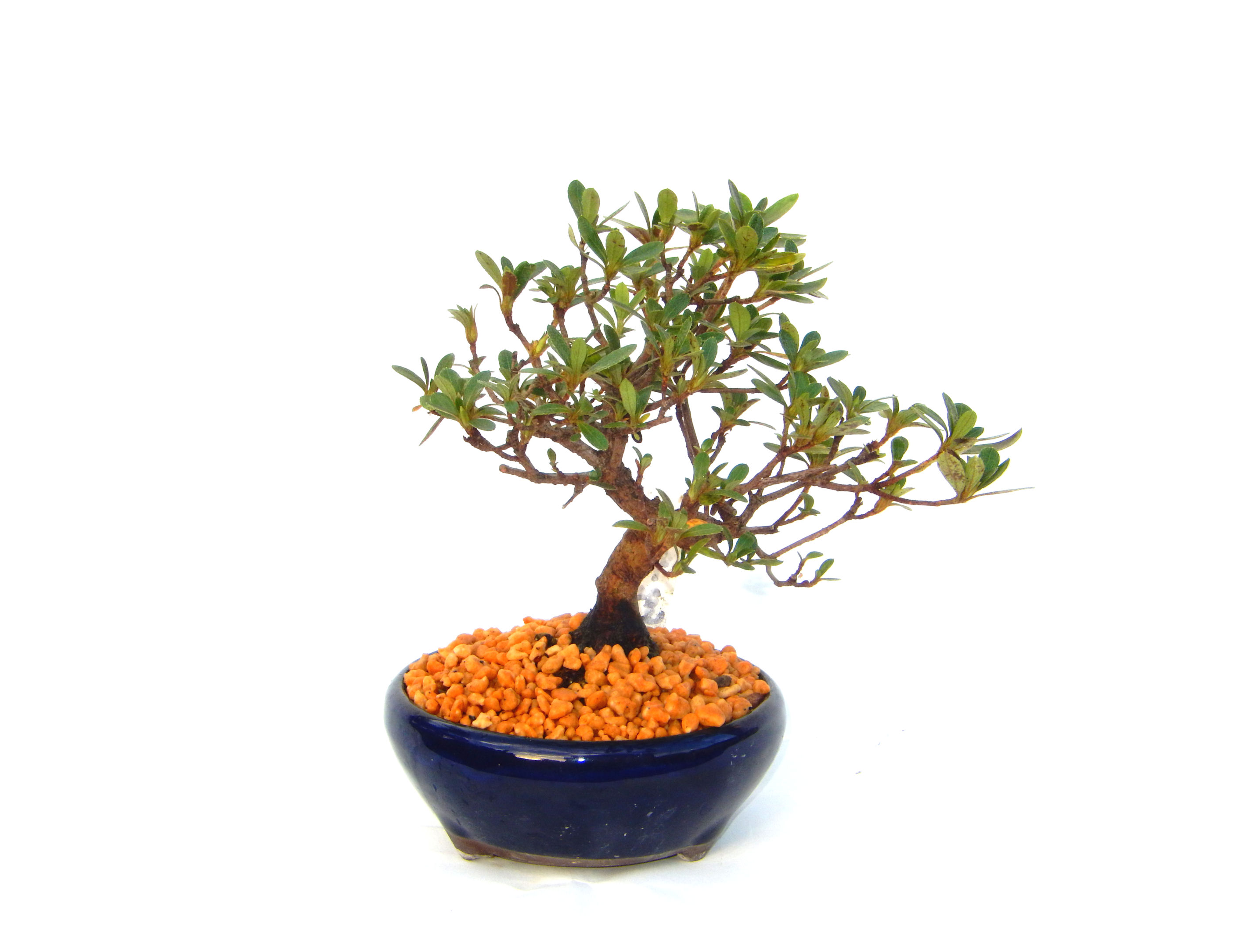 さつき盆栽特集｜東京盆栽｜a-masa-103satuki2023bonsai