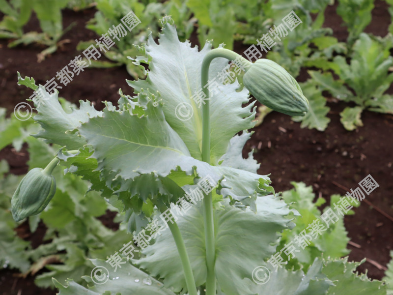 東京都薬用植物園 ケシの開花状況【2024/04/23現在】 ｜ 公益社団法人