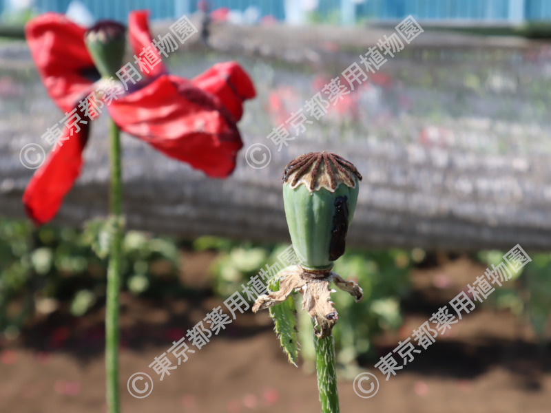東京都薬用植物園 ケシの開花状況【2024/05/18現在】 ｜ 公益社団法人