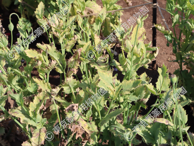 東京都薬用植物園 ケシの開花状況【2024/05/18現在】 ｜ 公益社団法人