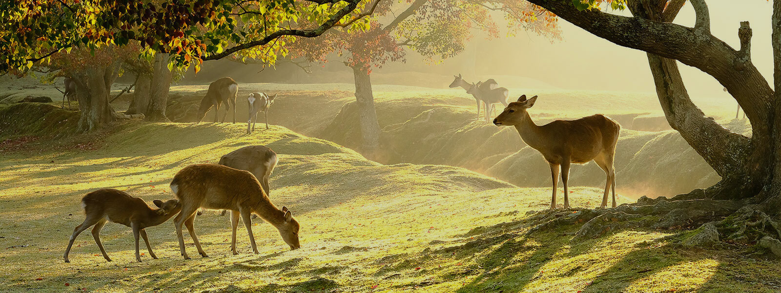 奈良旅行・奈良ツアー | 旅っくす（タビックス）