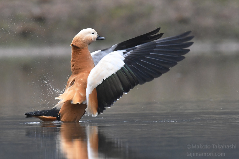 アカツクシガモ | 但馬の情報発信ポータルサイト「但馬情報特急」