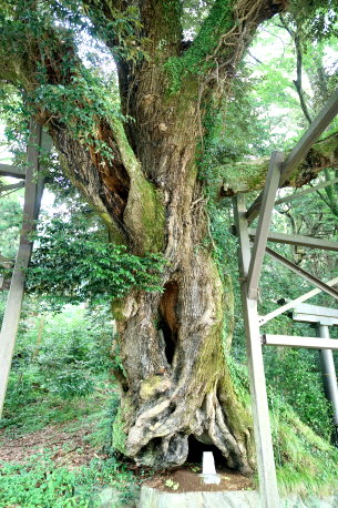 篠窪の椎の木森のシイ | 巨樹｜樹の国・日本