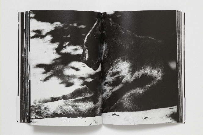 森山大道 『ブエノスアイレス』 | タカ・イシイギャラリー / Taka