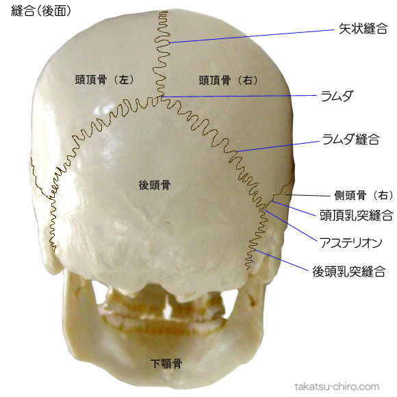 頭蓋骨を構成する骨と縫合｜高津整体院