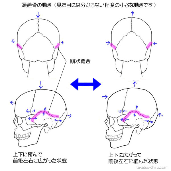 頭蓋骨を構成する骨と縫合｜高津整体院