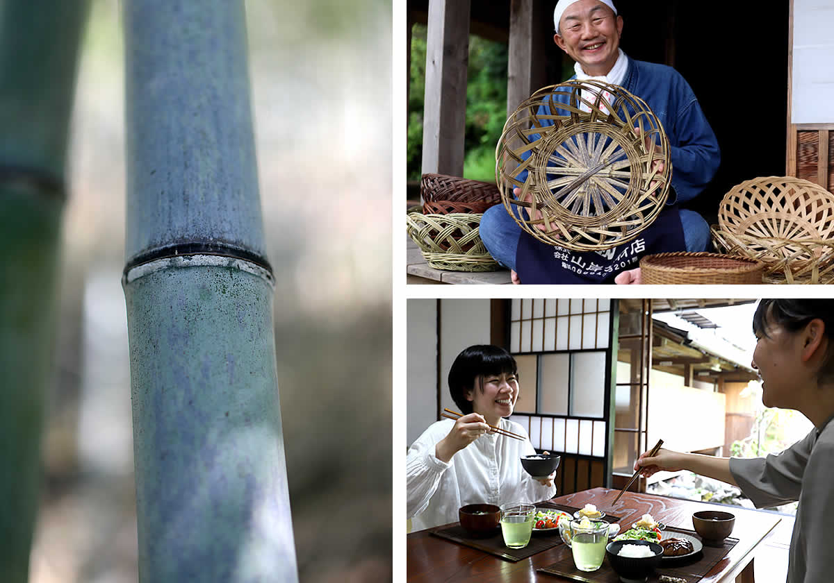竹について（竹の種類） | 虎斑竹専門店 竹虎