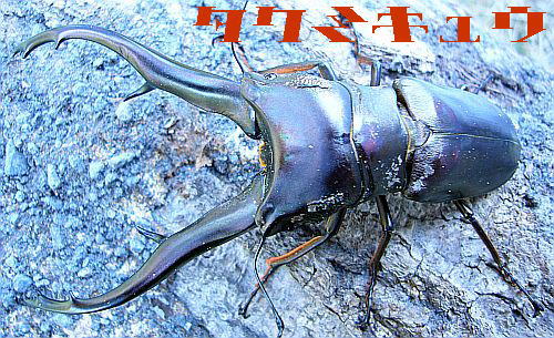 インペラトールホソアカ