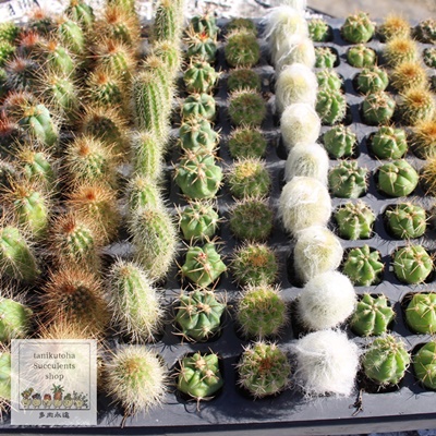 ミニミニサボテンアソートセット販売,ミニミニサボテンアソートセット
