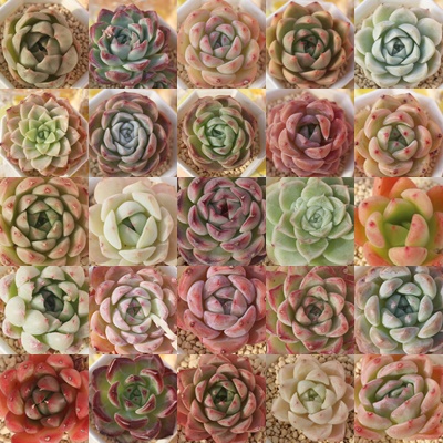 2026エケベリア 福袋,人気品種詰め合わせ,レア入り お楽しみセット