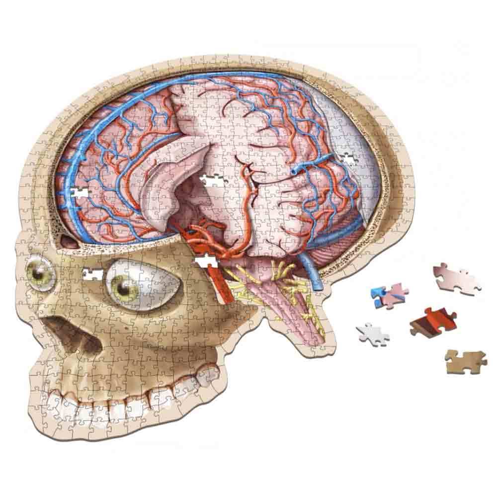 Dr. Livingston's Unique Shaped Anatomy Puzzles, Life Science