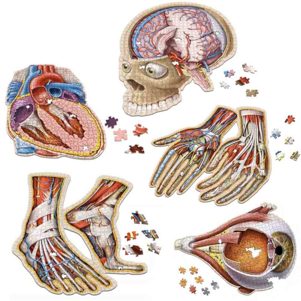 Dr. Livingston's Unique Shaped Anatomy Puzzles, Life Science