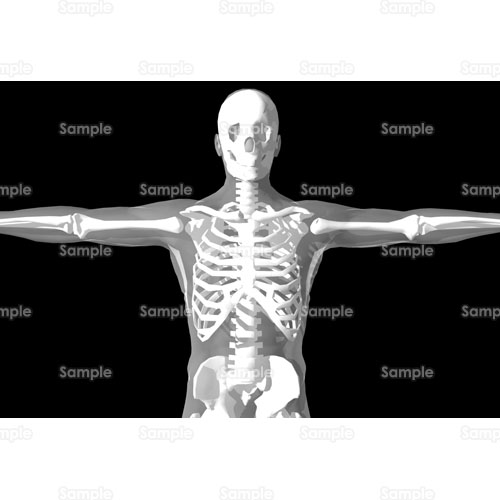 人間,レントゲン,骸骨,骨格標本,理科,のイラスト(69_ir32