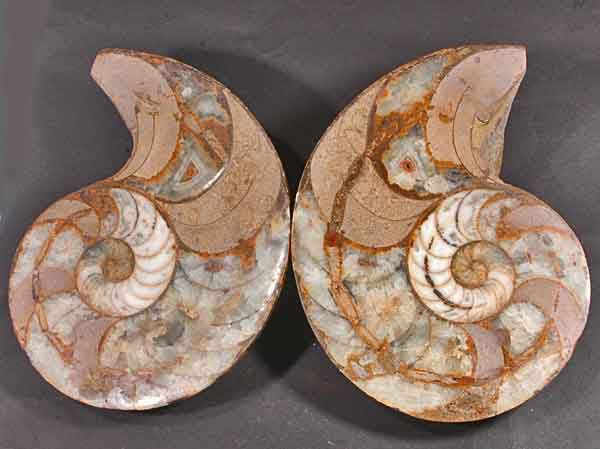 古生代アンモナイト化石 2個一組iw110410a08 - 横浜中華街天宝堂本店